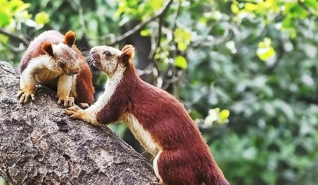 Indian giant squirrels in the Bhimashankar wildlife sanctuary